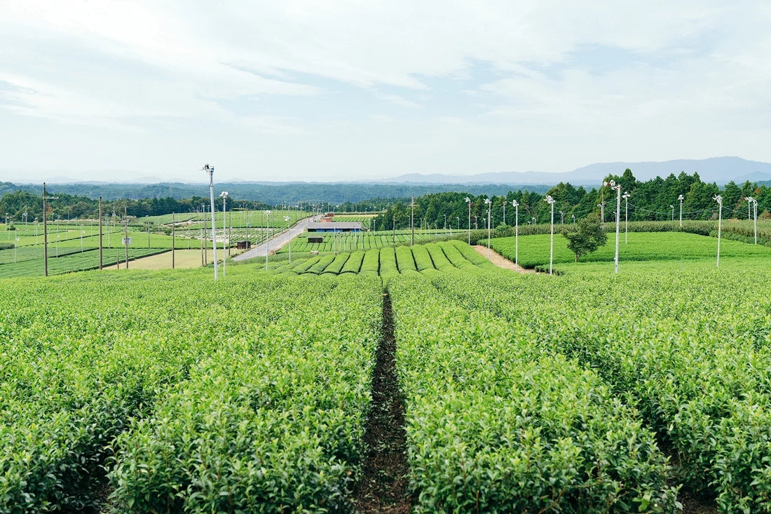 Matcha vs Hōjicha. What’s the difference?