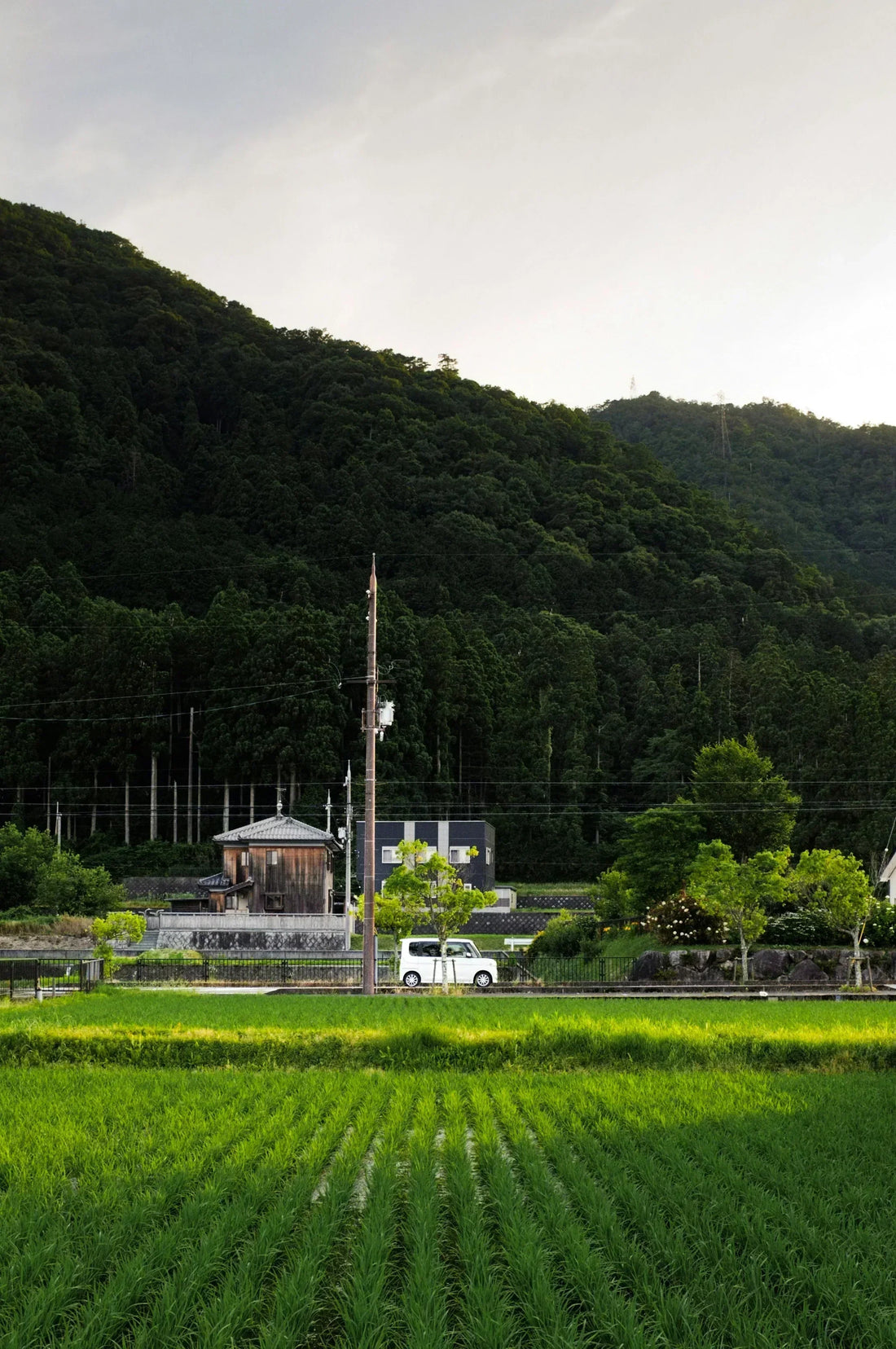 What is hōjicha? Discover Japan’s Roasted Green Tea