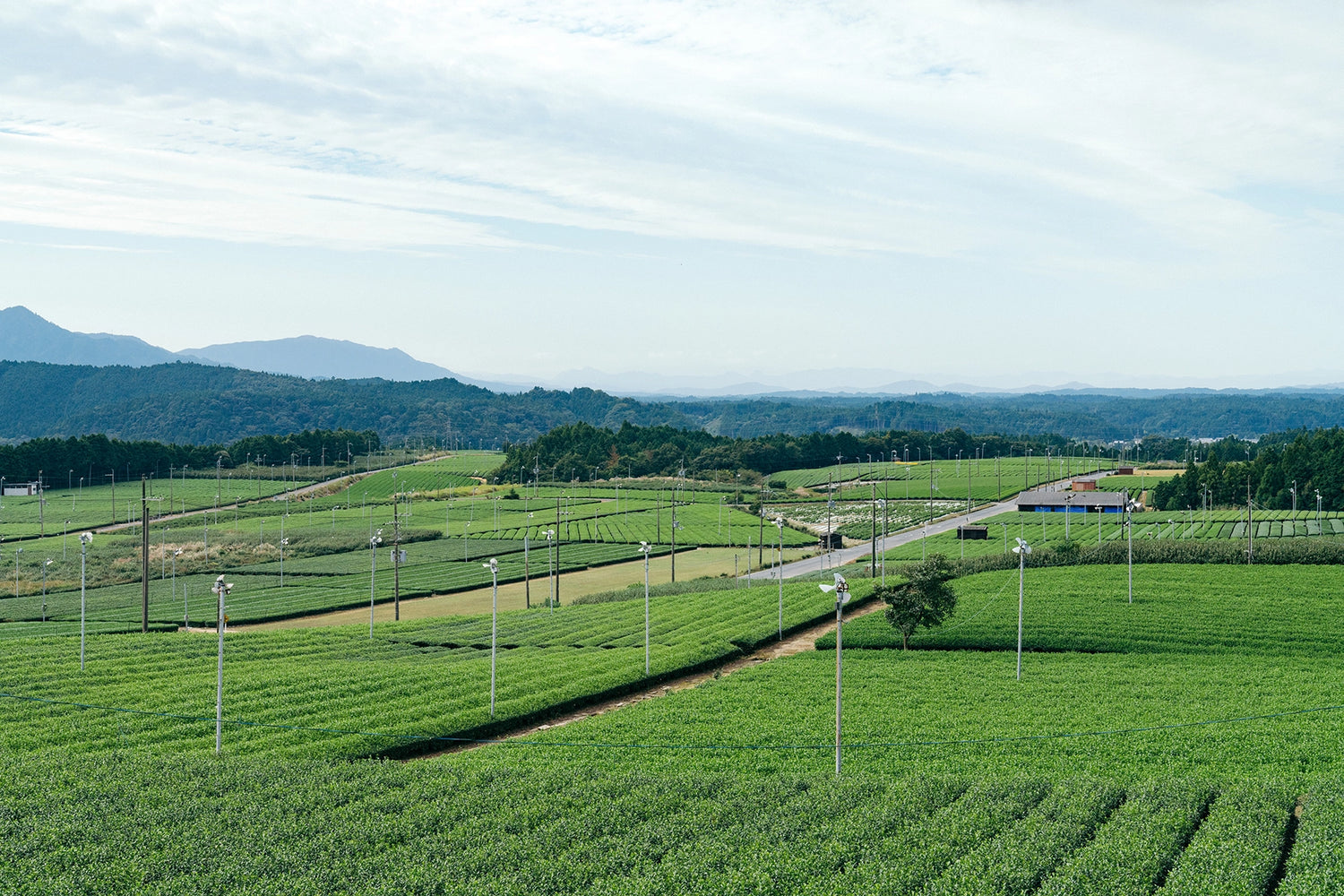 Agricultural field with power lines and mountains in the background