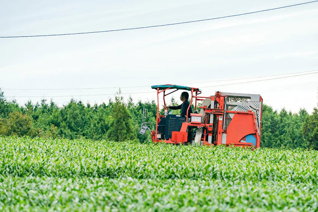 Person operating a red agricultural machine in a field of tea plants.